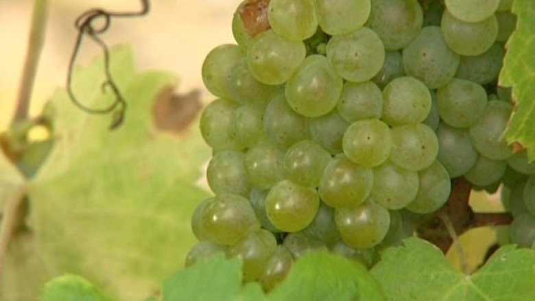 Sauvignon Blanc, Pouilly Fumé