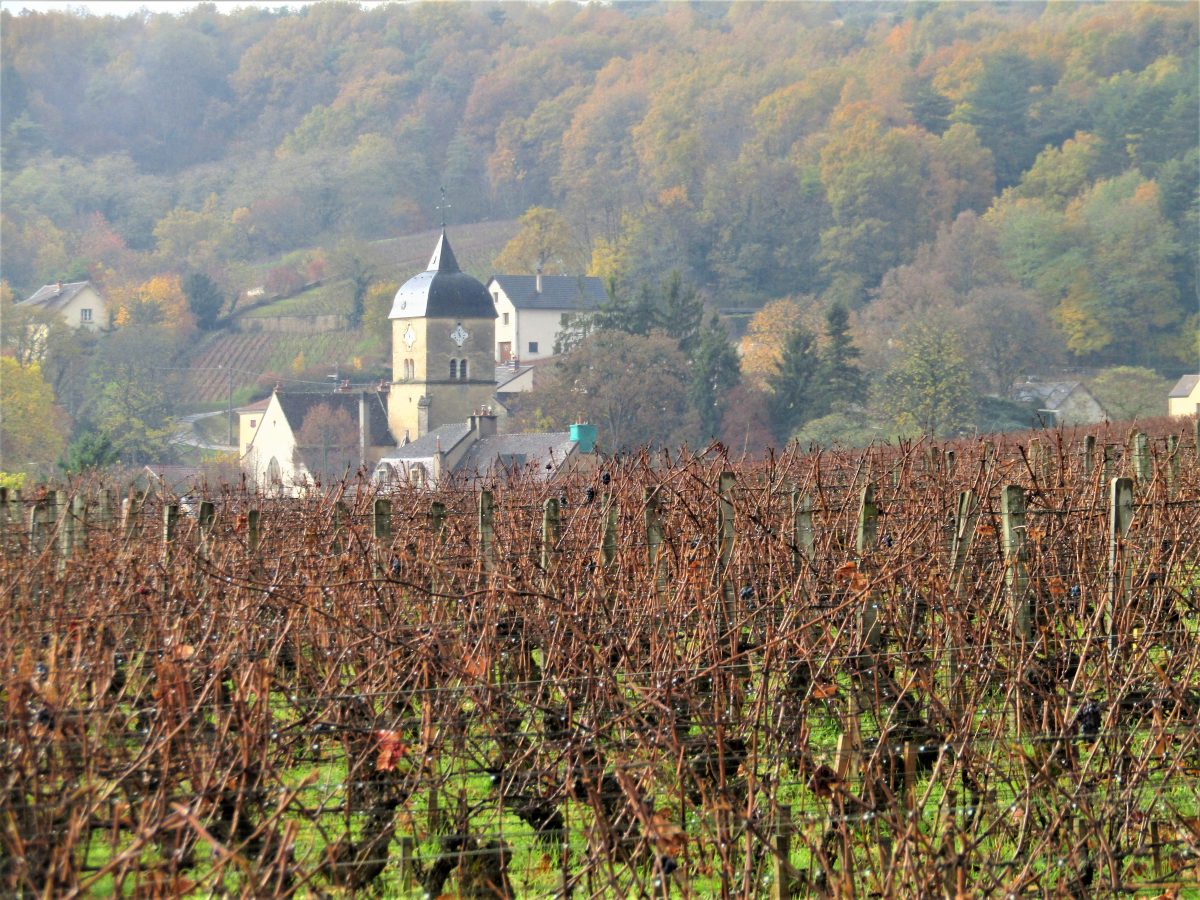 Chambolle-Musigny compte 24 climats classés en premiers crus et deux superbes Grands Crus : Bonnes-Mares, formant le trait d'union avec Morey-Saint-Denis, et Musigny, en haut du Clos de Vougeot (Photo FC)