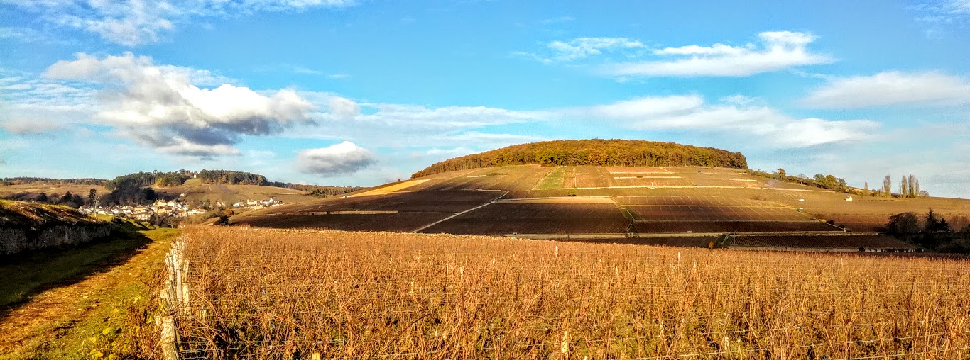La montagne mythique de Corton (Côte de Beaune) Photo FC